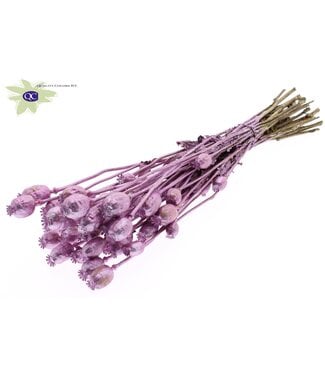 QC Dried Poppy Somniferum metallic rose | Per 6 bunches