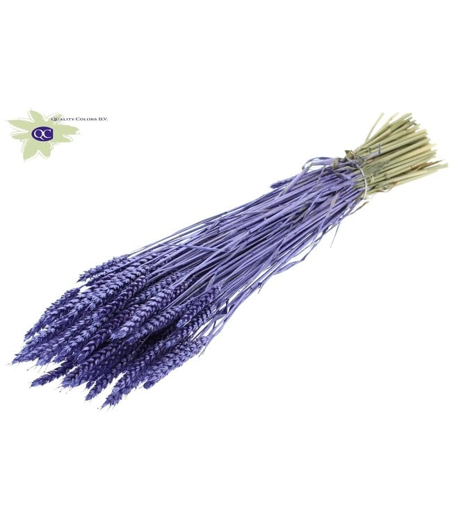 Dried wheat | Triticum dry flowers | Length 60 centimetres | Metallic purple | Order per 6 bunches