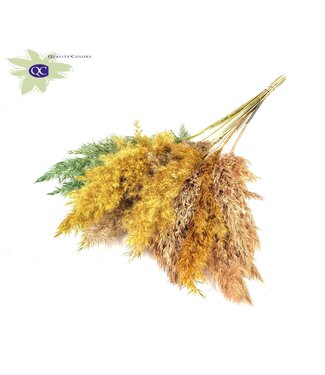 QC Summer mix Pampas grass plumes mixed colours | Length 70 centimetres | 6 bunches x 10 plumes