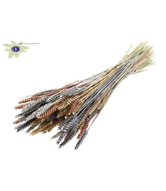 QC Gedroogde tarwe | Triticum droogbloemen Marmer | Lengte 60 centimeter | Metaalkleurig gemengde kleuren | Per 6 bossen