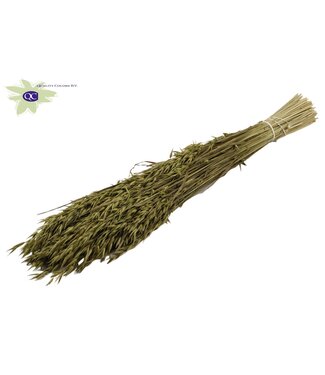 QC Olijfkleurige gedroogde haver | Avena droogbloemen | Lengte 60 centimeter | Per 6 bossen