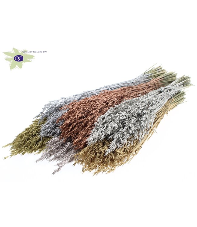 Dried oats metallic mixed colours | Avena dried flowers | Length 60 centimetres | Order per 25 bunches