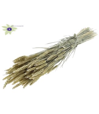 QC Gedroogde tarwe | Triticum droogbloemen | Lengte 60 centimeter | Mat lichtgeel | Per 20 bossen