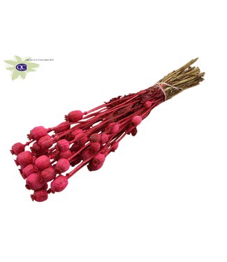 QC Dried Poppy Somniferum cherry | Per 6 bunches