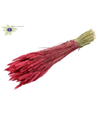 QC Dried wheat | Triticum dry flowers | Length 60 centimetres | Cherry-coloured | Per 6 bunches