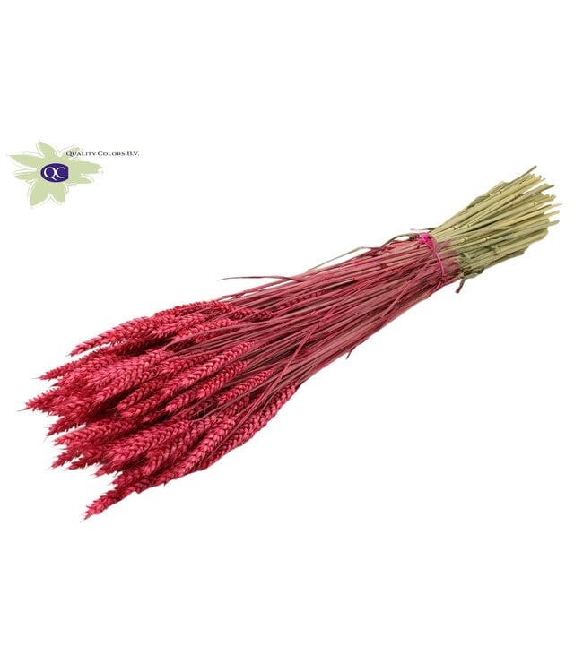 Dried wheat | Triticum dried flowers | Length 60 centimetres | Cherry-coloured | Order per 6 bunches