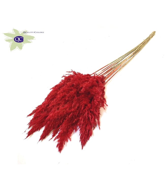 Red Pampas grass panicles | 10 panicles per bunch | Length 60 centimetres | Order per 6 bunches