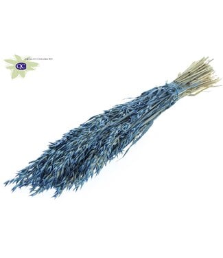 QC Parelblauwe gedroogde haver | Avena droogbloemen | Lengte 60 centimeter | Per 6 bossen