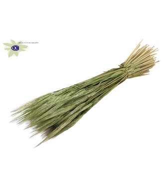 QC Dried barley mat mint green | Hordeum dry flowers | Length 60 centimetres | Per 25 bunches