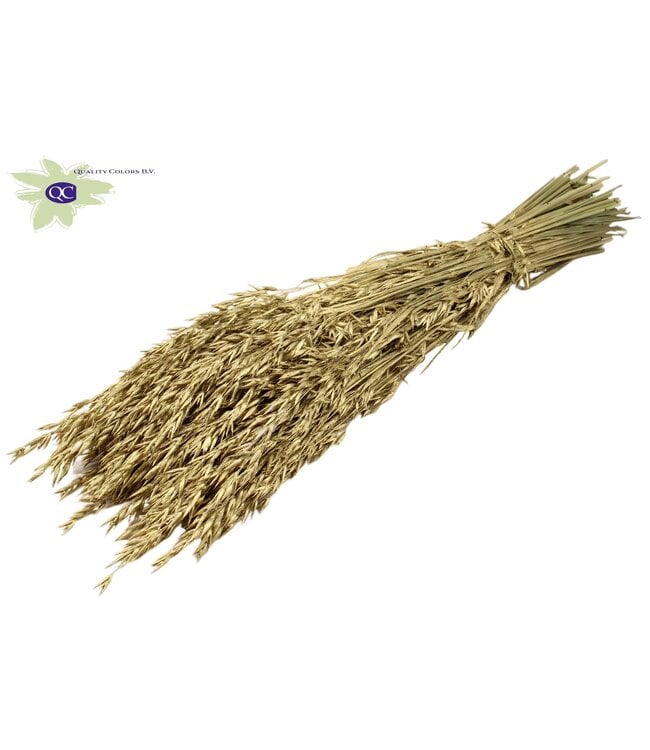 Golden-coloured dried oats | Avena dried flowers | Length 60 centimetres | Order per 6 bunches