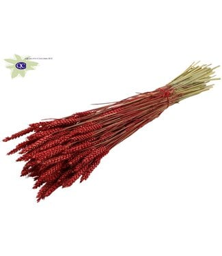 QC Gedroogde tarwe | Triticum droogbloemen | Lengte 60 centimeter | Rood | Per 6 bossen