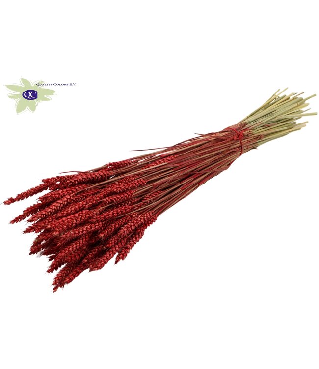 Gedroogde tarwe | Triticum droogbloemen | Lengte 60 centimeter | Rood | Per 6 bossen te bestellen