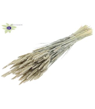 QC Gedroogde tarwe | Triticum droogbloemen | Lengte 60 centimeter | Parelwit | Per 6 bossen