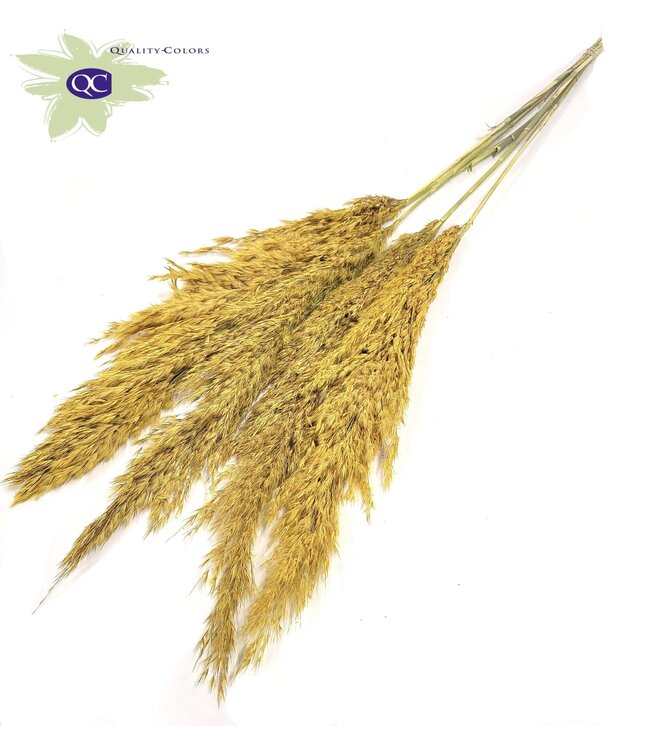 Matt yellow Pampas grass panicles | 5 panicles per bunch | Length 100 centimetres | Order per 10 bunches