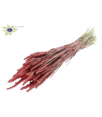 QC Dried wheat | Triticum dry flowers | Length 60 centimetres | Pearl coral-coloured | Per 6 bunches