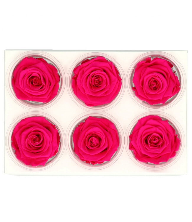 Red reserved roses | Diameter 6 centimetres | Order per 6 pieces