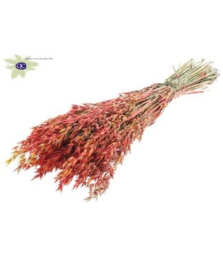 QC Dried oats red mixed colours | Avena dried flowers | Length 60 centimetres | Per 6 bunches