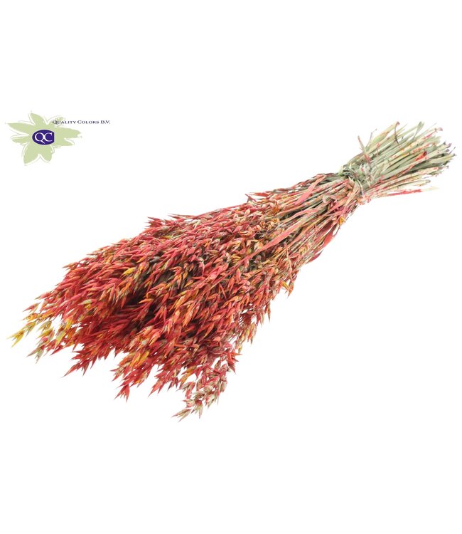 Dried oats red mixed colours | Avena dried flowers | Length 60 centimetres | Order per 6 bunches