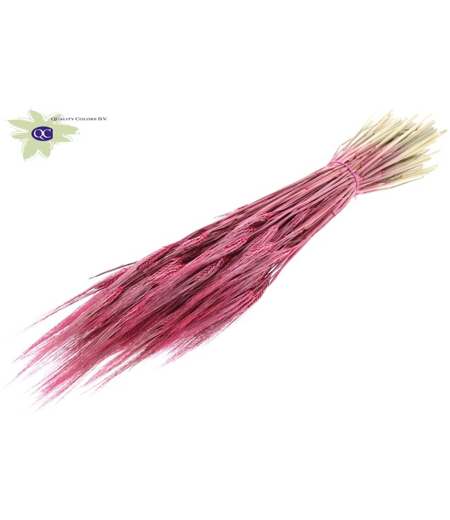 Christmas coloured dried barley | Hordeum dried flowers | Length 60 centimetres | Order per 25 bunches