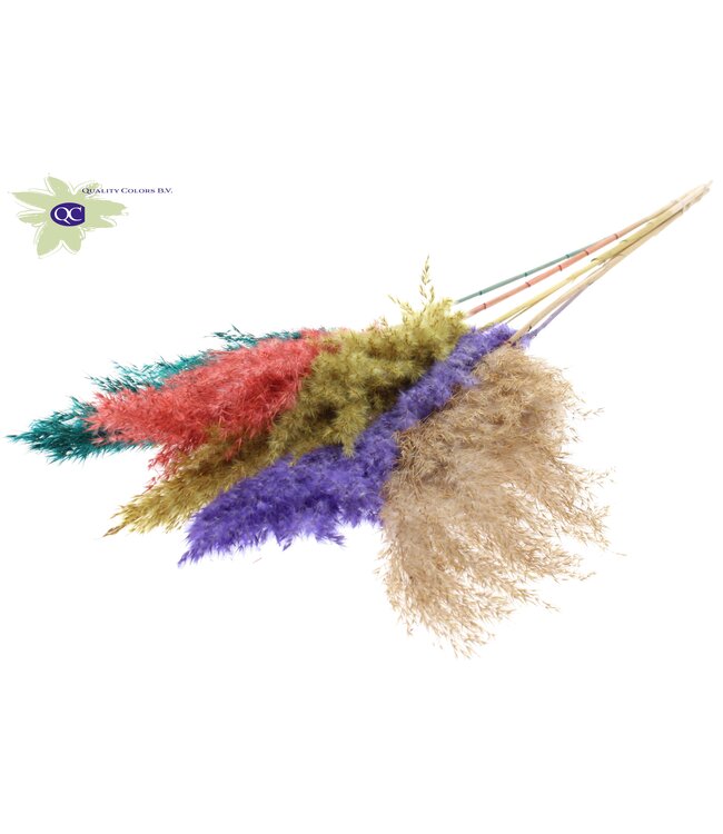 Pampas grass plumes various colours V | 5 plumes per bunch | Length 100 centimetres | Order per 10 bunches