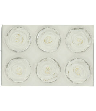 4A White reserved roses | Diameter 6 centimetres | Per 6 pieces