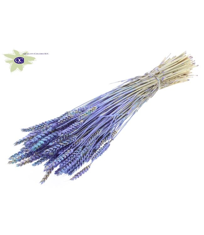 Dried wheat | Triticum dried flowers | Length 60 centimetres | Light blue mixed colours | Order per 6 bunches