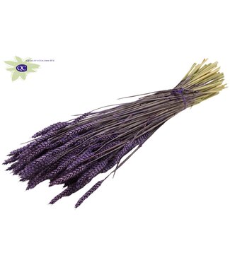 QC Dried wheat | Triticum dry flowers | Length 60 centimetres | Purple | Per 6 bunches