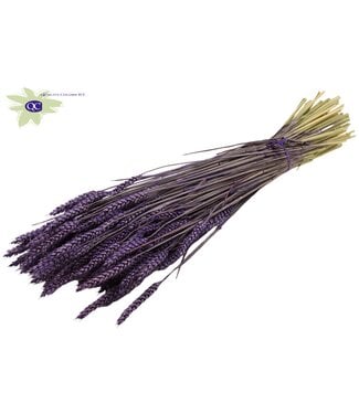 QC Gedroogde tarwe | Triticum droogbloemen | Lengte 60 centimeter | Paars | Per 6 bossen