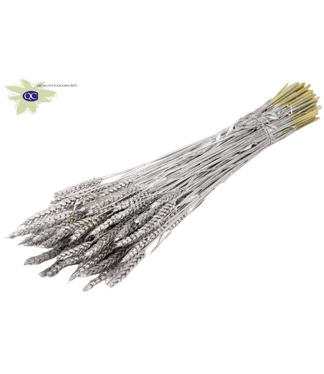 Dried wheat | Triticum dried flowers | Length 60 centimetres | Silver coloured | Order per 6 bunches