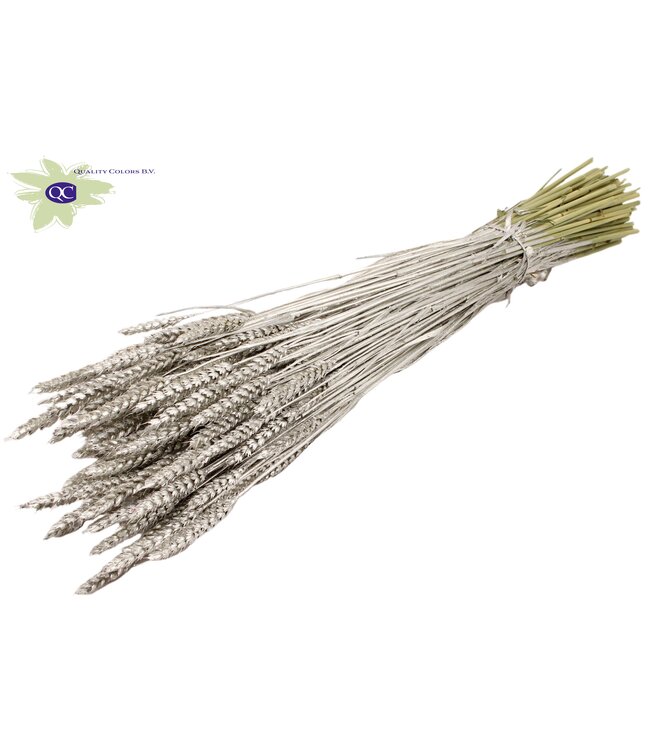 Dried wheat | Triticum dried flowers | Length 60 centimetres | Platinum-coloured | Order per 20 bunches