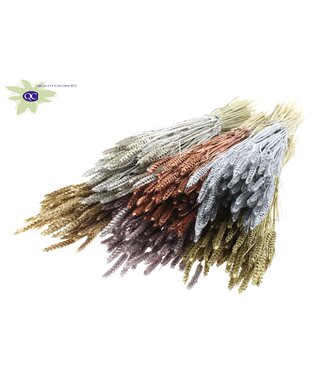 QC Dried wheat | Triticum dried flowers | Length 60 centimetres | Metallic mixed colours with glitter | Per 20 bunches