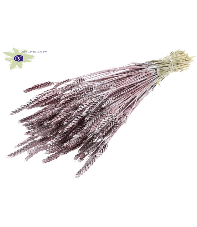 Dried wheat | Triticum dried flowers | Length 60 centimetres | Champagne-coloured with glitter | Order per 20 bunches