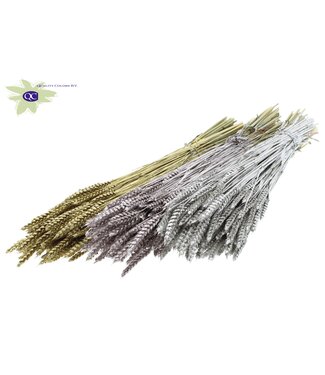 QC Dried wheat | Triticum dried flowers | Length 60 centimetres | Mixed colours "Wedding" | Per 6 bunches