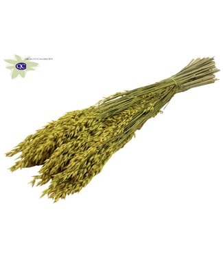 QC Gele gedroogde haver | Avena droogbloemen | Lengte 60 centimeter | Per 25 bossen