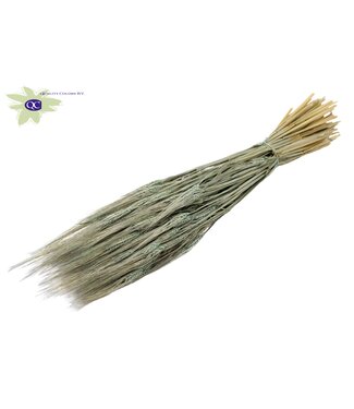 QC Matt light blue dried barley | Hordeum dried flowers | Length 60 centimetres | Per 6 bunches