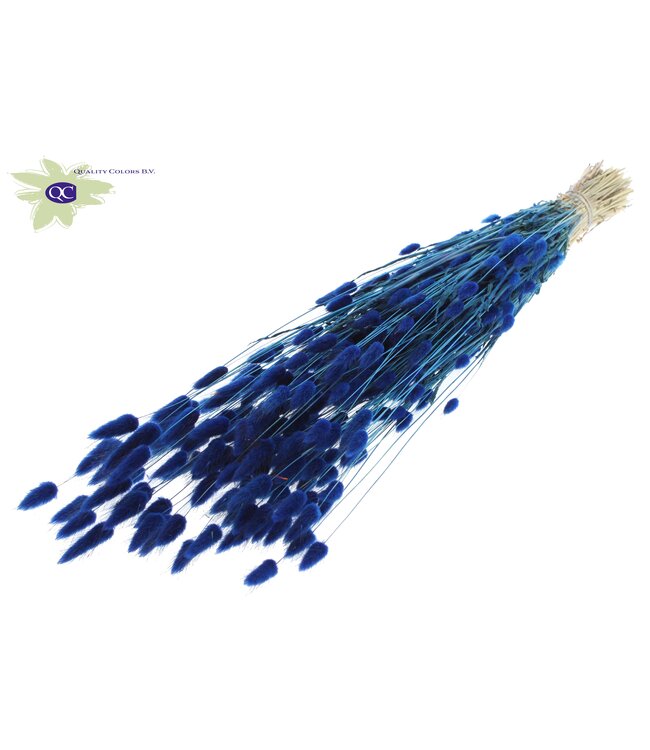 Lagurus dried flower dark blue | Length 60 centimetres | Ordered per 25 bunches