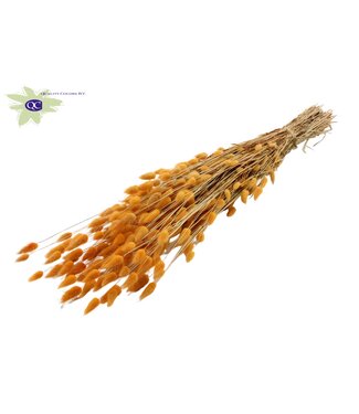 QC Lagurus dried flower salmon-coloured | Length 60 centimetres | Per 20 bunches