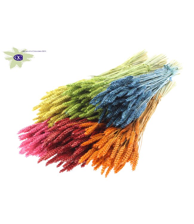 Dried wheat | Triticum dried flowers | Length 60 centimetres | Mixed colours | Order per 6 bunches