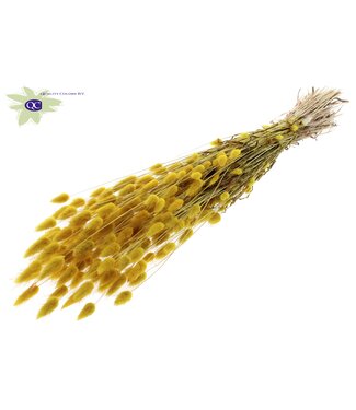 QC Lagurus dried flower yellow | Length 60 centimetres | Per 6 bunches