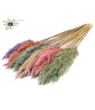 QC Pampas grass panicles matted various colours | Length 60 centimetres | 6 bunches x 10 panicles