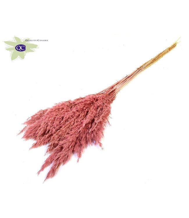 Matt pink Pampas grass panicles | 10 panicles per bunch | Length 70 centimetres | Order per 6 bunches