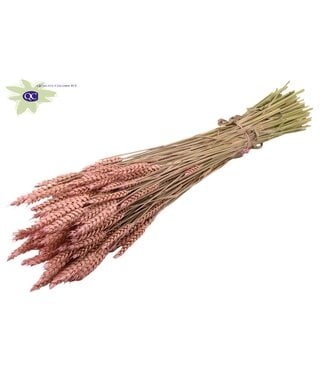 QC Gedroogde tarwe | Triticum droogbloemen | Lengte 60 centimeter | Mat rooskleurig | Per 6 bossen