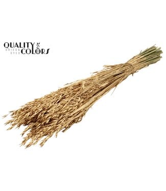 QC Dried oats antique gold | Avena dried flowers | Length 60 centimetres | Per 6 bunches