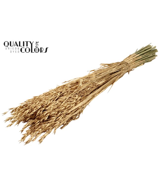 Dried oats antique gold | Avena dried flowers | Length 60 centimetres | Order per 6 bunches