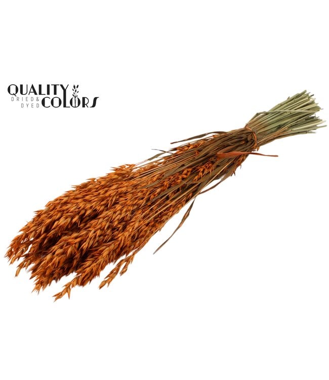 Orange dried oats | Avena dried flowers | Length 60 centimetres | Order per 6 bunches