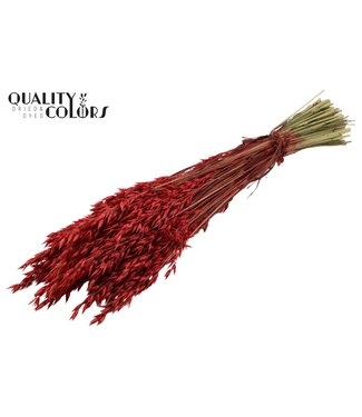 QC Rode gedroogde haver | Avena droogbloemen | Lengte 60 centimeter | Rood | Per 6 bossen