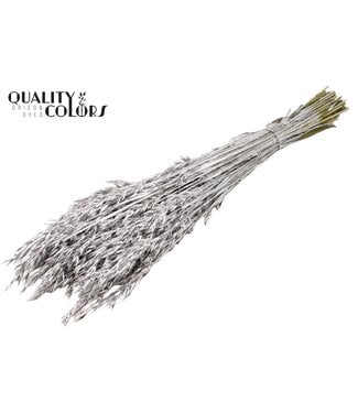 QC Silver dried oats | Avena dried flowers | Length 60 centimetres | Per 25 bunches