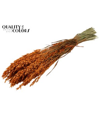 QC Avoine séchée orange | Avena fleurs séchées | Longueur 60 centimètres | Par 25 bottes