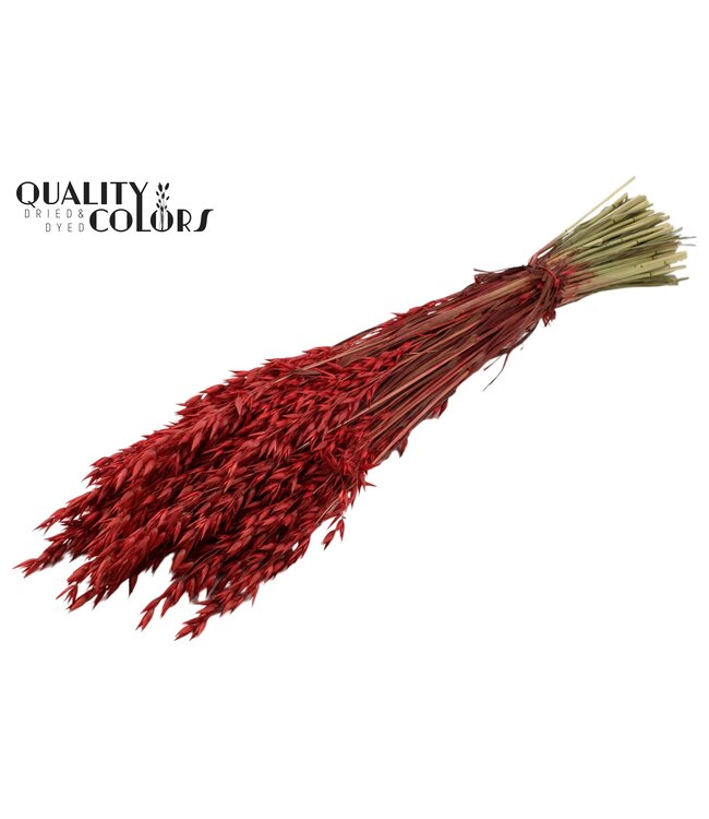 Roter Trockenhafer | Avena Trockenblumen | Länge 60 Zentimeter | Rot | Bestellung pro 25 Sträuße