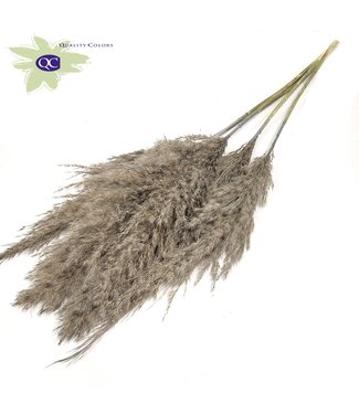 QC Matt grey Pampas grass panicles | Length 100 centimetres | 10 bunches x 5 panicles